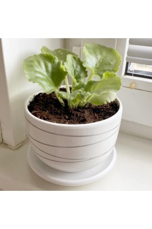 Керамический горшок с подставкой, 1, 05л., Д143 Ш143 В105, белый