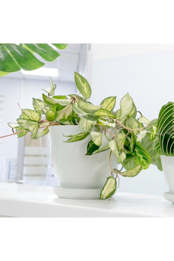 Керамический горшок 