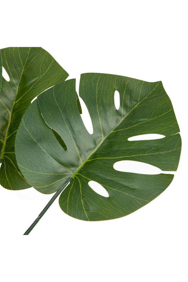 Монстера в керамическом горшке, Д120 Ш120 В700