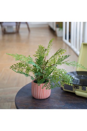 Папоротник курчавый в керамическом горшке, Д120 Ш120 В480