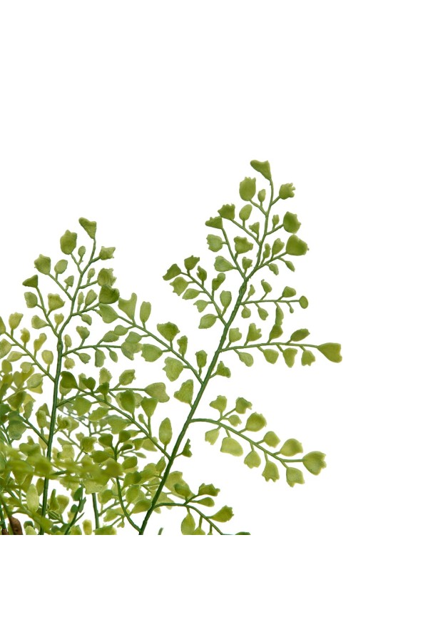 Папоротник курчавый в керамическом горшке, Д120 Ш120 В480