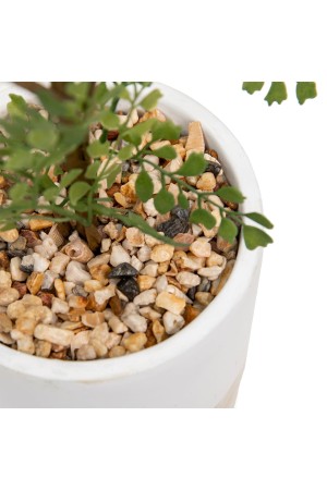 Папоротник курчавый в цементном горшке, Д125 Ш125 В710